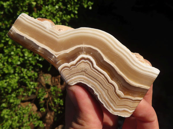 Polished Caramel Desert Agate Free Forms  x 12 From Namibia