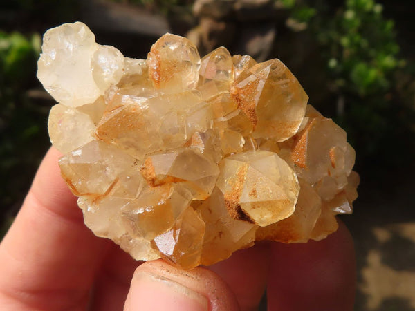 Natural Mini Golden Limonite / Lemonite Quartz Specimens  x 70 From Zambia - Toprock Gemstones and Minerals 