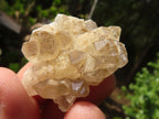 Natural Mini Golden Limonite / Lemonite Quartz Specimens  x 70 From Zambia - Toprock Gemstones and Minerals 