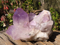 Natural Jacaranda Amethyst Clusters x 2 From Zambia - Toprock Gemstones and Minerals 