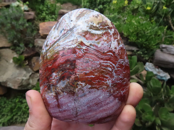 Polished Petrified Red Podocarpus Wood Standing Free Forms x 4 From Madagascar - TopRock