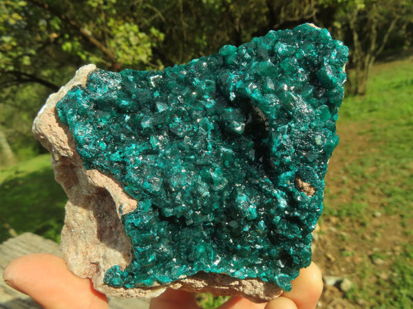 Natural XL Classic Dioptase Specimen With Large Crystals  x 1 From Congo - TopRock