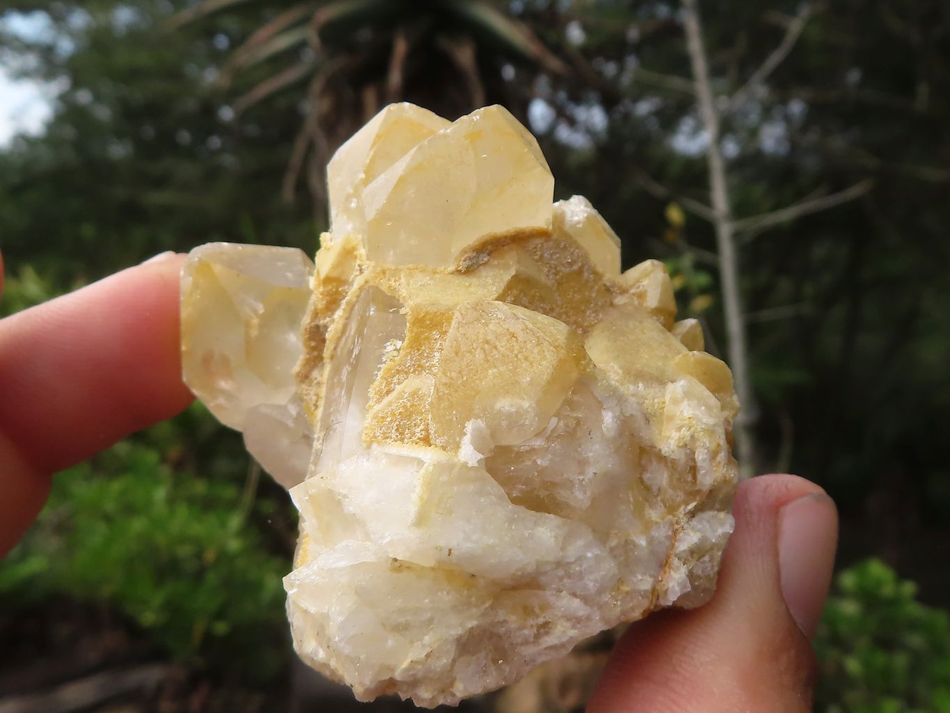 Natural Small Golden Lemonite / Limonite Quartz Clusters  x 36 From Zambia - Toprock Gemstones and Minerals 
