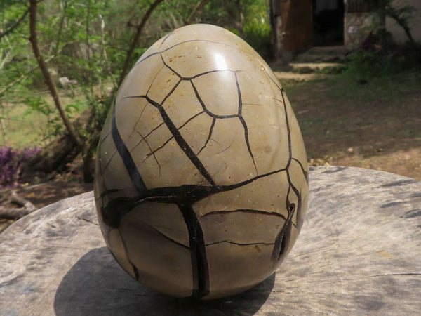 Polished Extra Large Septerye Sauvage Dragons Egg x 1 From Mahajanga, Madagascar - TopRock