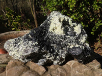 Natural Large Schorl Black Tourmaline Specimen With Quartz & Vermiculite x 1 From Erongo, Namibia - Toprock Gemstones and Minerals 