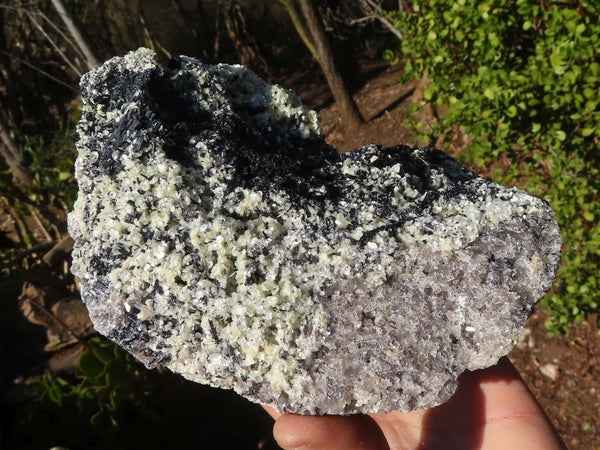 Natural Large Schorl Black Tourmaline Specimen With Quartz & Vermiculite x 1 From Erongo, Namibia