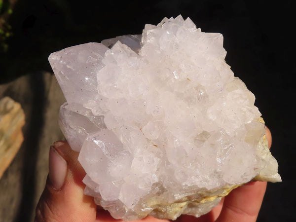 Natural White Cactus Flower Spirit Quartz Specimens x 6 From Boekenhouthoek, South Africa - Toprock Gemstones and Minerals 