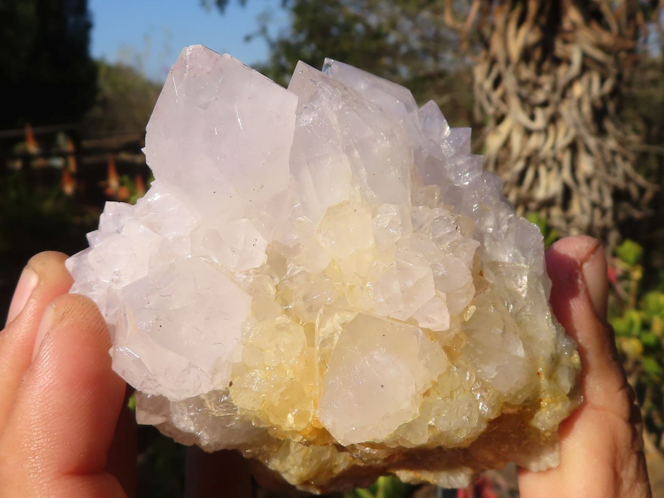 Natural White Cactus Flower Spirit Quartz Specimens x 6 From Boekenhouthoek, South Africa - Toprock Gemstones and Minerals 