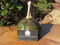Polished Verdite Pumpkin Carving x 1 From Zimbabwe - TopRock