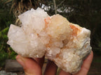 Natural White Spirit Cactus Quartz Clusters  x 6 From Boekenhouthoek, South Africa - Toprock Gemstones and Minerals 