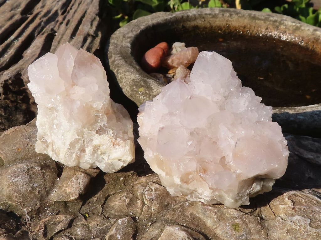 Natural White Cactus Flower Spirit Quartz Specimens  x 6 From Boekenhouthoek, South Africa - Toprock Gemstones and Minerals 
