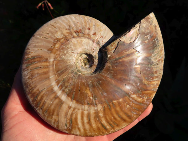 Polished Iridescent Ammonite Fossil x 1 From Madagascar - TopRock
