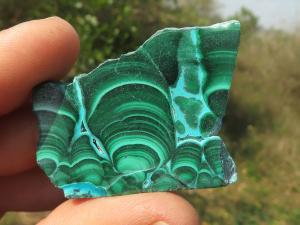 Polished Stunning Flower & Banded Malacholla Slices  x 20 From Congo - TopRock