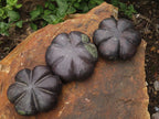 Polished  Maroon Soap Stone Pattipan Carvings  x 6 From Zimbabwe - TopRock
