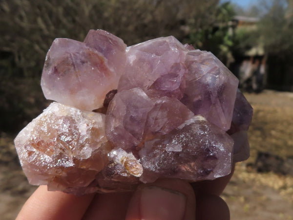 Natural Mixed Spirit Quartz Clusters (Mostly Amethyst) x 12 From Boekenhouthoek, South Africa - TopRock