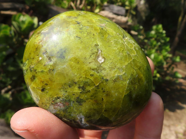 Polished Large Green Opal Palm Stones  x 6 From Madagascar - Toprock Gemstones and Minerals 
