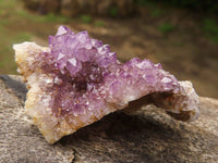 Natural Small Dark "Amethystos" Amethyst Clusters x 63 From Kwaggafontein, South Africa - TopRock