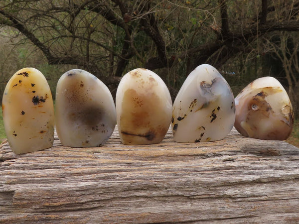 Polished Semi Translucent Dendritic Agate Standing Free Forms  x 5 From Moralambo, Madagascar - TopRock