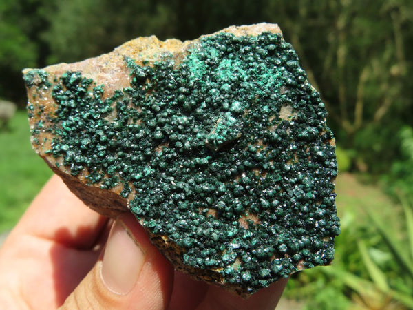 Natural Small Drusy Botryoidal Malachite on Matrix Specimens x 12 From Tenke Fungumure, Congo - TopRock
