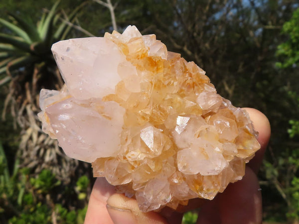 Natural White Cactus Spirit Quartz Clusters  x 12 From Boekenhouthoek, South Africa - Toprock Gemstones and Minerals 
