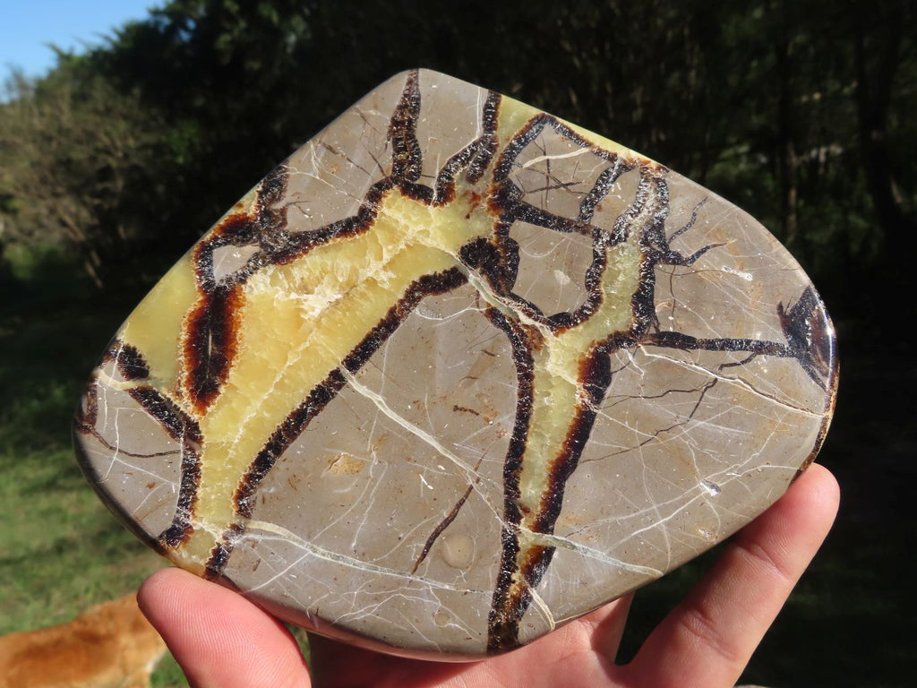 Polished Septerye (Aragonite and  Calcite) Slices x 3 From Mahajanga, Madagascar - TopRock