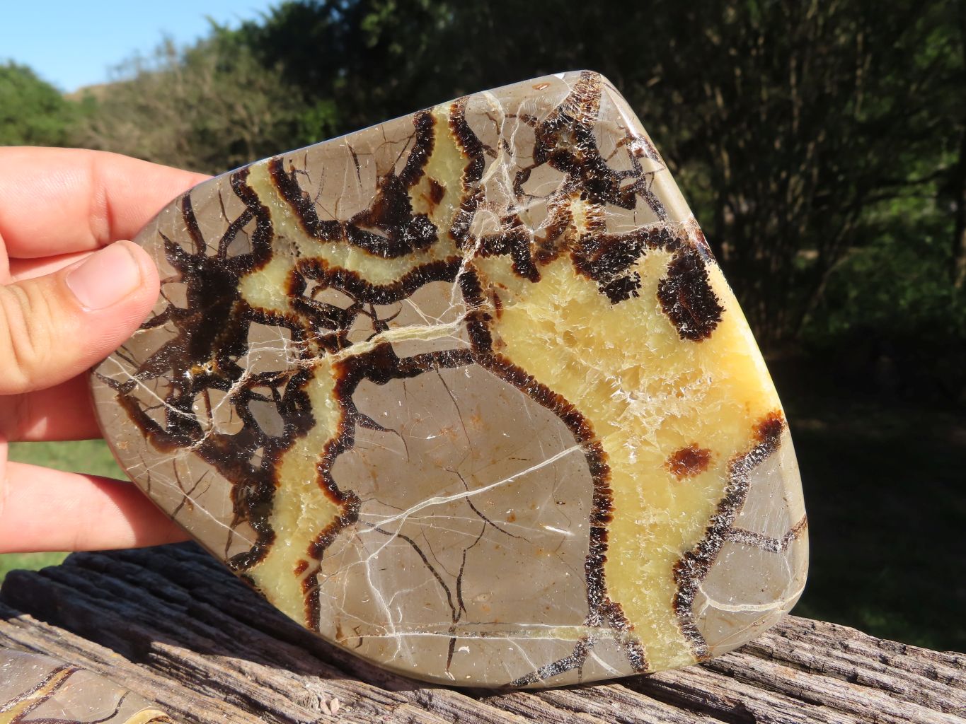 Polished Septerye (Aragonite and  Calcite) Slices x 3 From Mahajanga, Madagascar - TopRock