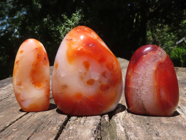 Polished Carnelian Agate Standing Free Forms  x 3 From Madagascar - TopRock