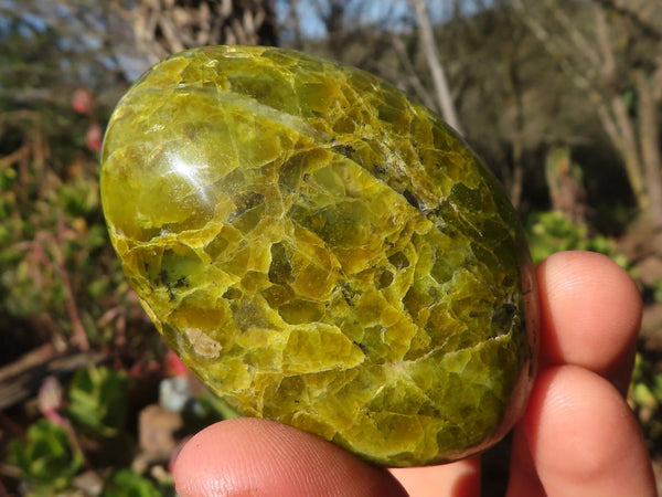 Polished Green Opal Galet / Palm Stones x 12 From Antsirabe, Madagascar - Toprock Gemstones and Minerals 