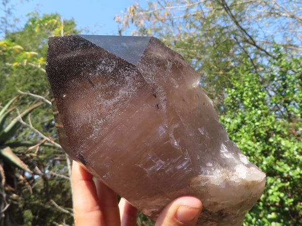 Polished Extra Large Smokey Quartz Crystal  x 1 From Mulanje, Malawi