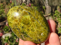 Polished Green Opal Galet / Palm Stones x 12 From Antsirabe, Madagascar - Toprock Gemstones and Minerals 
