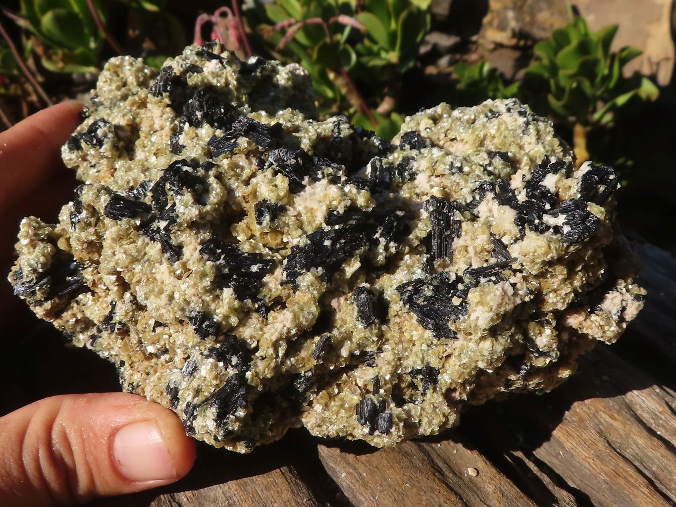 Natural Schorl Black Tourmaline Specimens With Vermiculite x 2 From Erongo, Namibia - Toprock Gemstones and Minerals 
