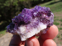 Natural Small Spirit Quartz Clusters x 35 From Boekenhouthoek, South Africa - TopRock