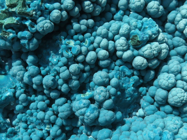 Natural Bright Blue Classic Botryoidal Chrysocolla  x 1 From Kulukuluku Mine, Congo - TopRock