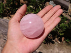 Polished Pink Rose Quartz Spheres  x 6 From Madagascar - TopRock