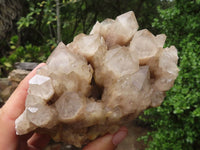 Natural White Phantom Smokey Quartz Clusters  x 2 From Luena, Congo - Toprock Gemstones and Minerals 