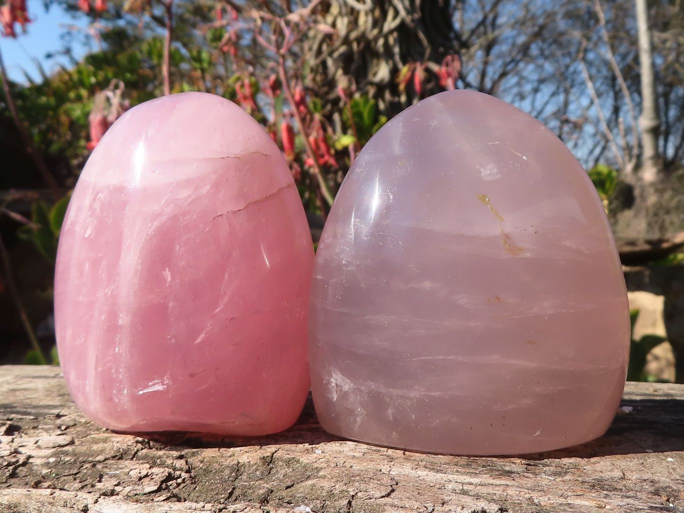 Polished Gemmy Pink Rose Quartz Standing Free Forms x 6 From Madagascar - Toprock Gemstones and Minerals 