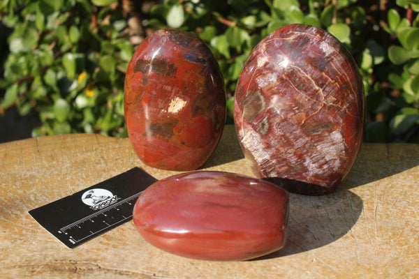 Polished Petrified Red Podocarpus Wood Standing Free Forms x 3 From Madagascar - TopRock