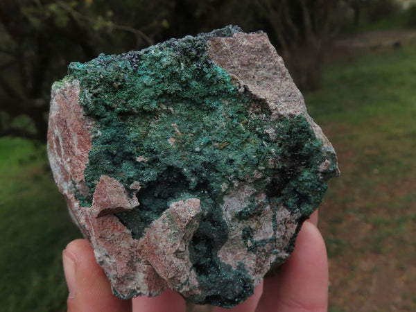 Natural Rare Copper Phosphate Libethenite On Dolomite Cluster x 1 From Shituru, Congo - TopRock