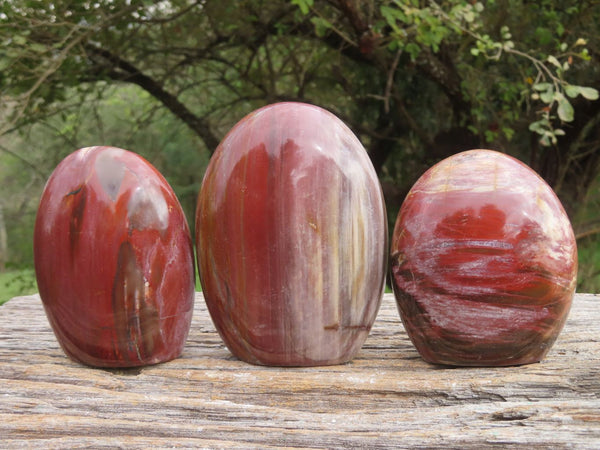 Polished Petrified Red Wood Standing Free Forms  x 3 From Madagascar - TopRock