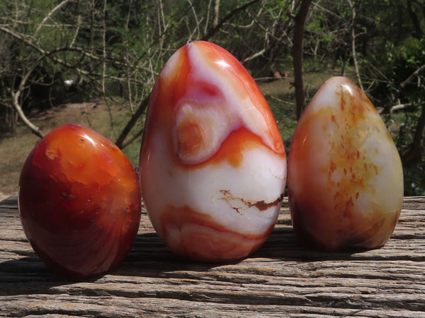 Polished Beautiful Trio Of Carnelian Agate Standing Free Forms  x 3 From Madagascar - TopRock