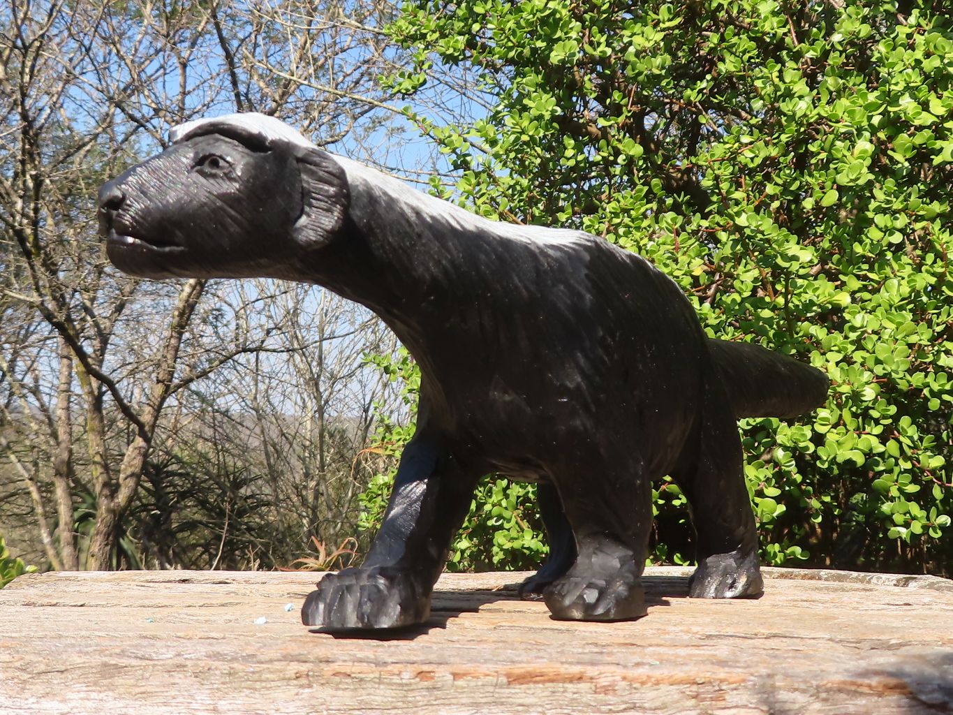 Polished  Large Black Soapstone Honey Badger Carving x 1 From Zimbabwe - Toprock Gemstones and Minerals 