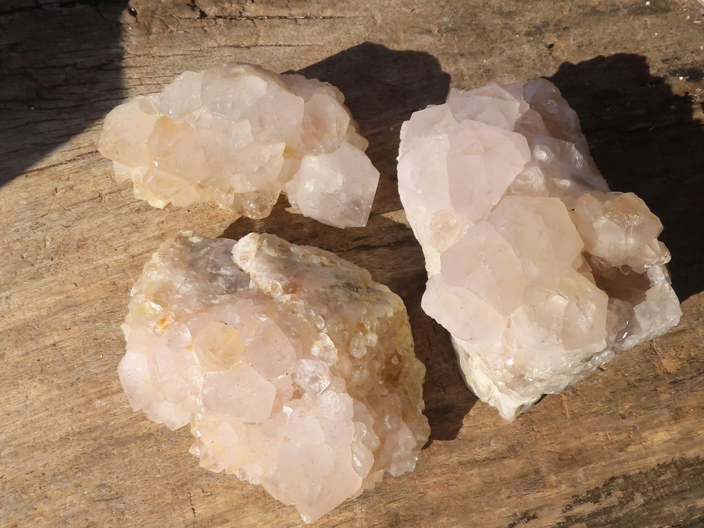 Natural White Cactus Flower Spirit Quartz Specimens x 6 From Boekenhouthoek, South Africa - Toprock Gemstones and Minerals 