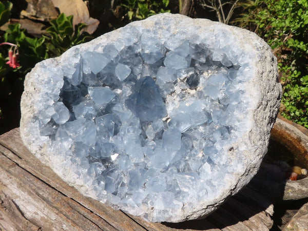 Natural Extra Large Blue Celestite Geode With Large Crystals  x 1 From Sakoany, Madagascar - Toprock Gemstones and Minerals 