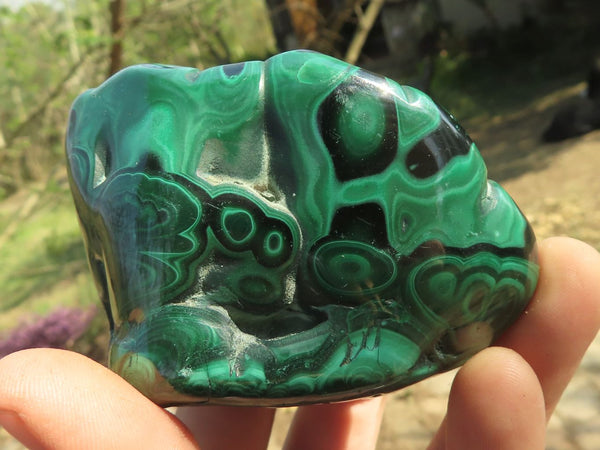Polished Malachite Free Forms With Stunning Flower & Banding Patterns x 6 From Congo