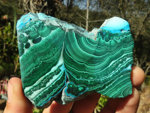 Polished Gorgeous Malacholla (Malachite & Chrysocolla) Slices  x 6 From Congo - Toprock Gemstones and Minerals 