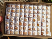 Polished Mini Ocean  Flower Agate Palm Stones  x 70 From Madagascar - Toprock Gemstones and Minerals 