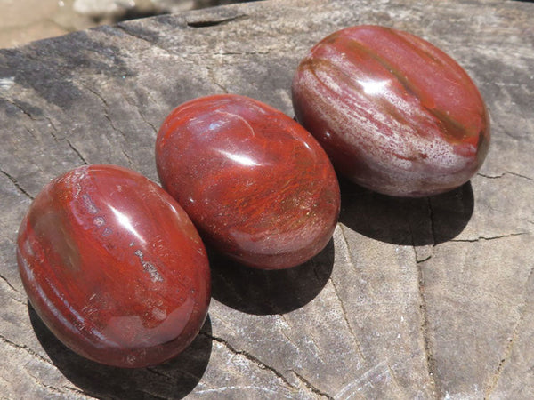 Polished Petrified Red Podocarpus Wood Palm Stones  x 12 From Mahajanga, Madagascar - TopRock