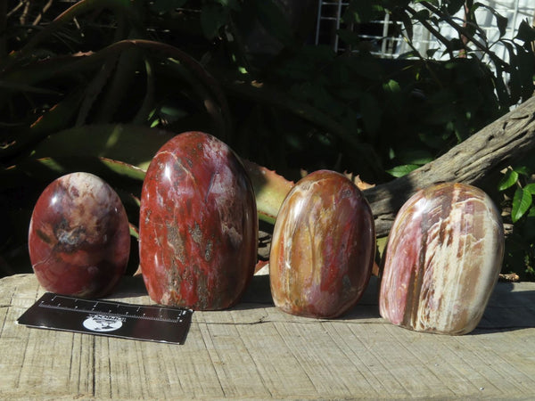 Polished Red Podocarpus Podocarpus Petrified Wood Standing Free Forms x 4 From Madagascar - TopRock