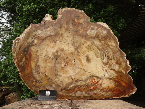 Polished Extra Large Petrified Wood Slice  x 1 From Madagascar - TopRock