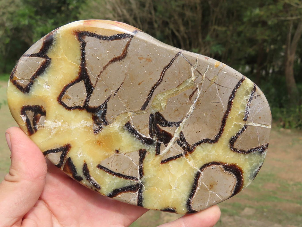 Polished Septerye (Calcite & Aragonite) Slices x 3 From Mahajanga, Madagascar - TopRock